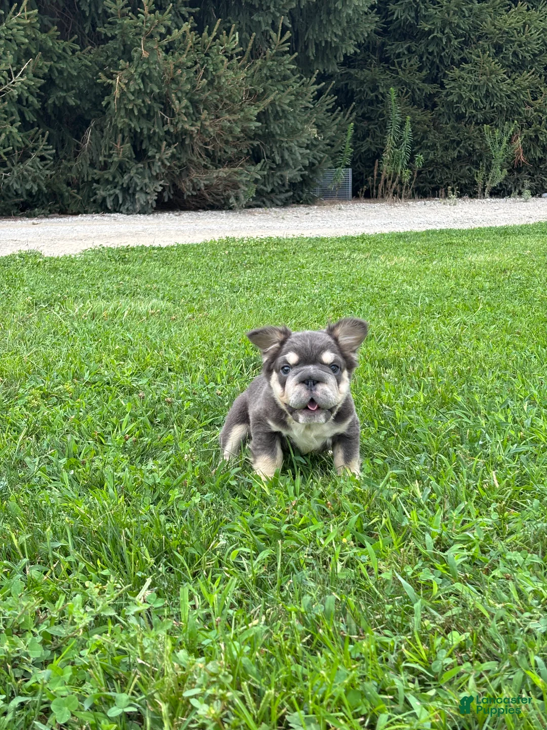 French Bulldog dogs for sale: Mason - Ad 2