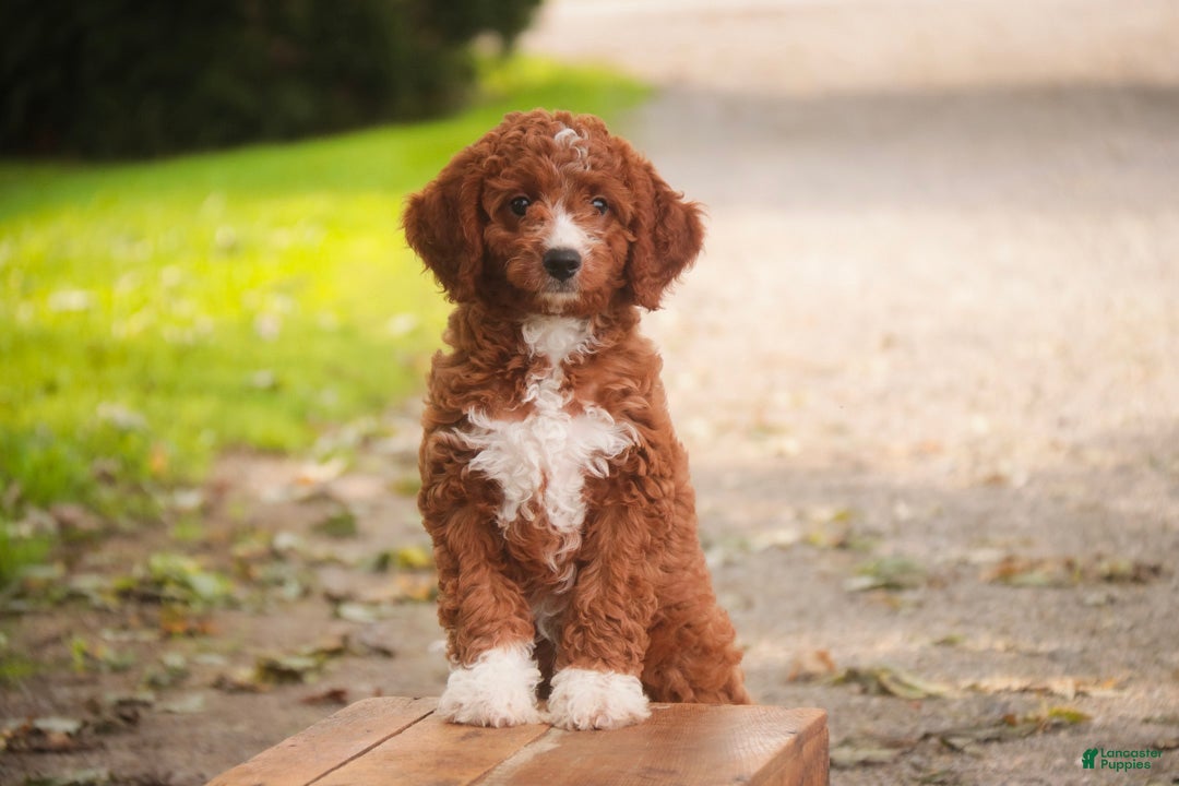 Cavapoo dogs Rory Cavapoo  - Ad 2
