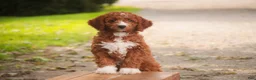 Cavapoo dogs for sale: Rory Cavapoo  - Ad 2