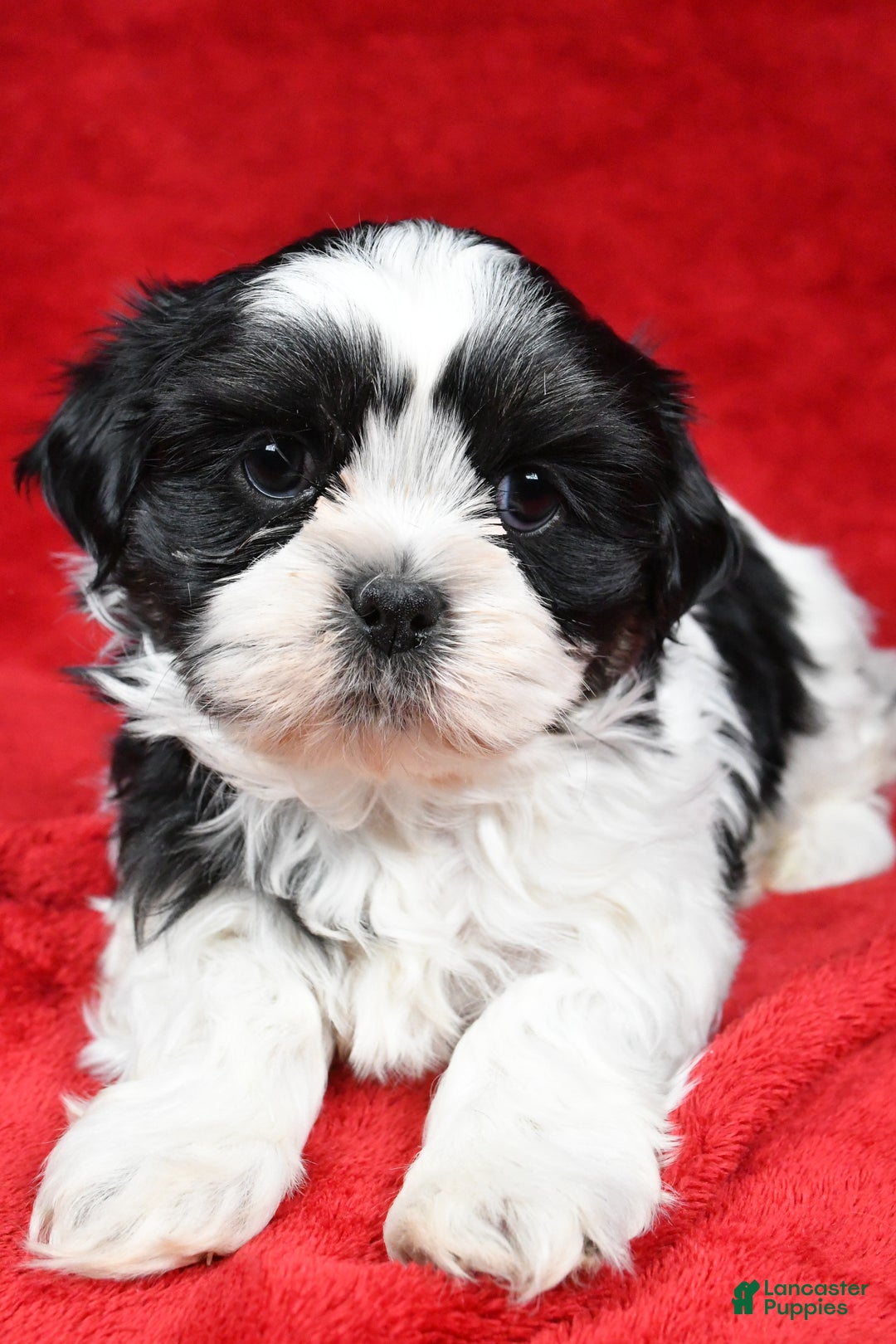 Shih Tzu dogs for sale: Ike - Ad 7