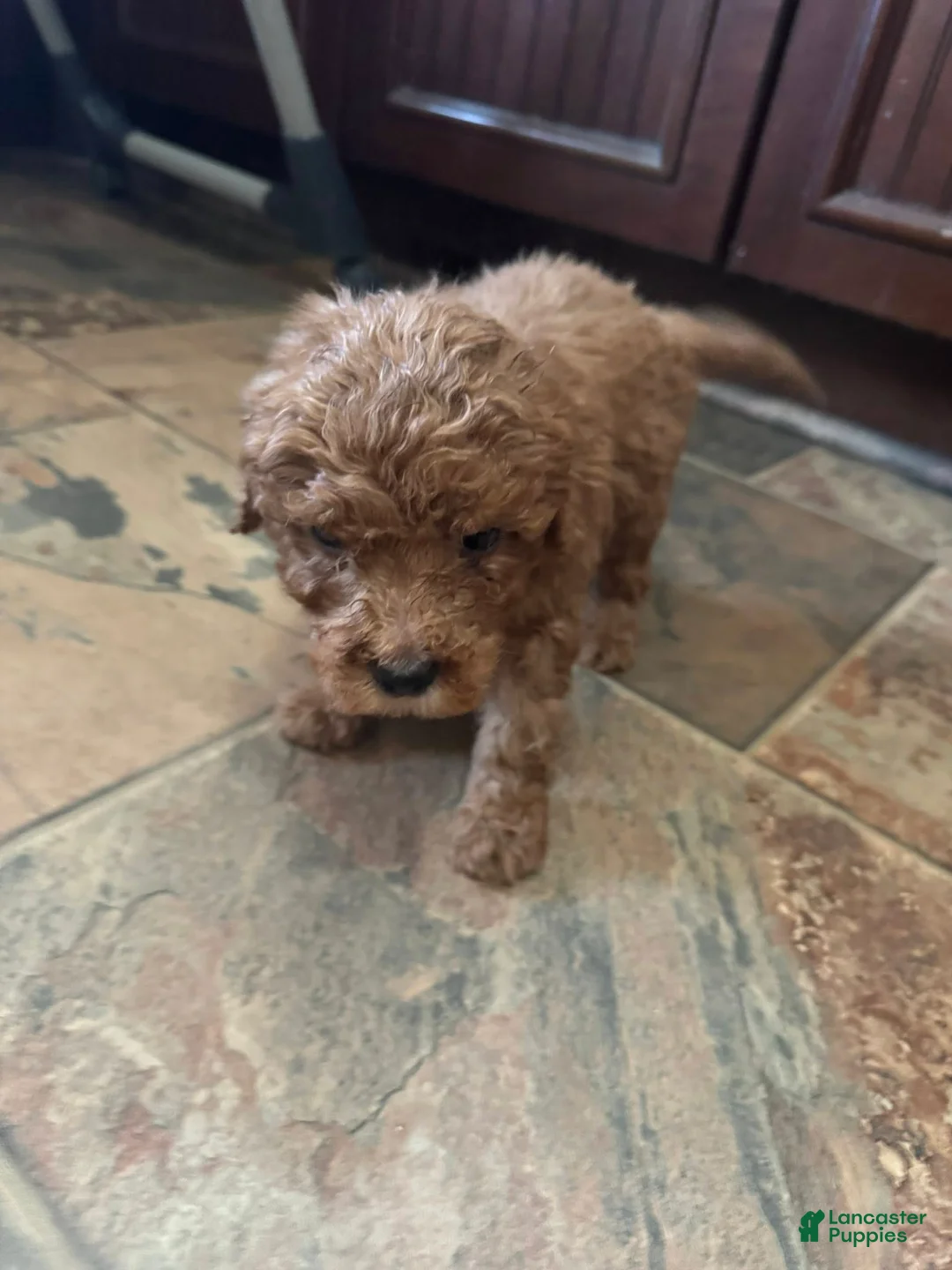 Bernedoodle dogs for sale: mini Bernedoodle Puppy 6 black - Ad 3