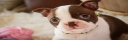 Boston Terrier dogs for sale: Crickett - Ad 6