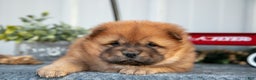 Chow Chow dogs for sale: Celine - Ad 3