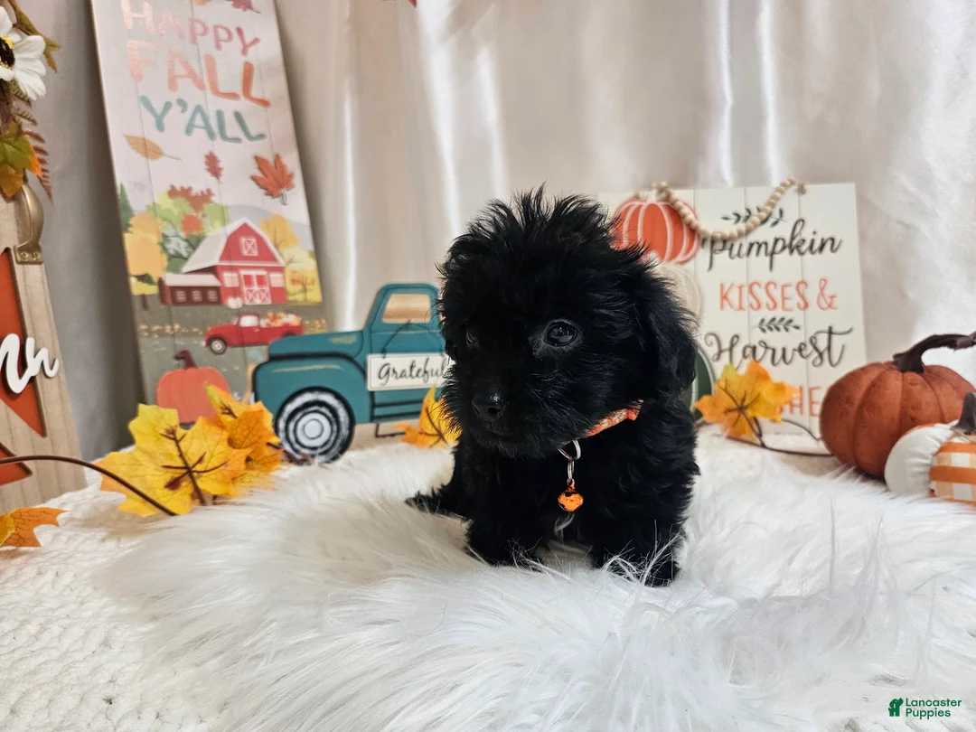 Yorkiepoo dogs for sale: Arlo Jay - Ad 2