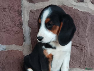 Mixed Breed dogs Leah - Ad 38