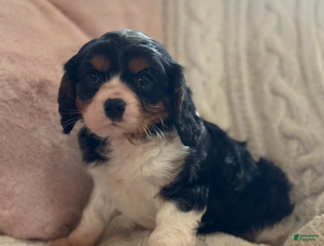Cavalier King Charles Spaniel dogs for sale: Oreo Cookie - Ad 6