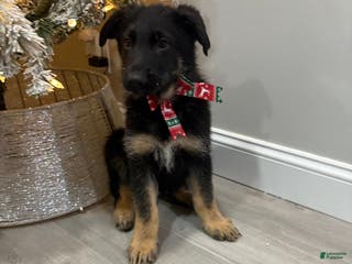 German Shepherd dogs German Shepherd Puppy 3 - Ad 10