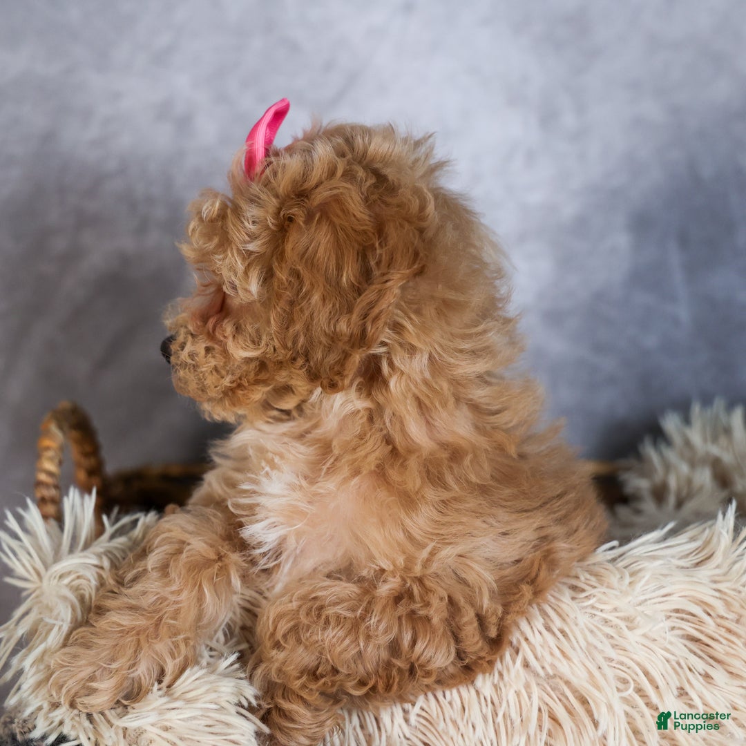 Shihpoo dogs for sale: Eleanor - Ad 5