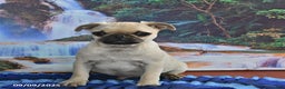 Pug dogs for sale: Wee Willy Winkie - Ad 18