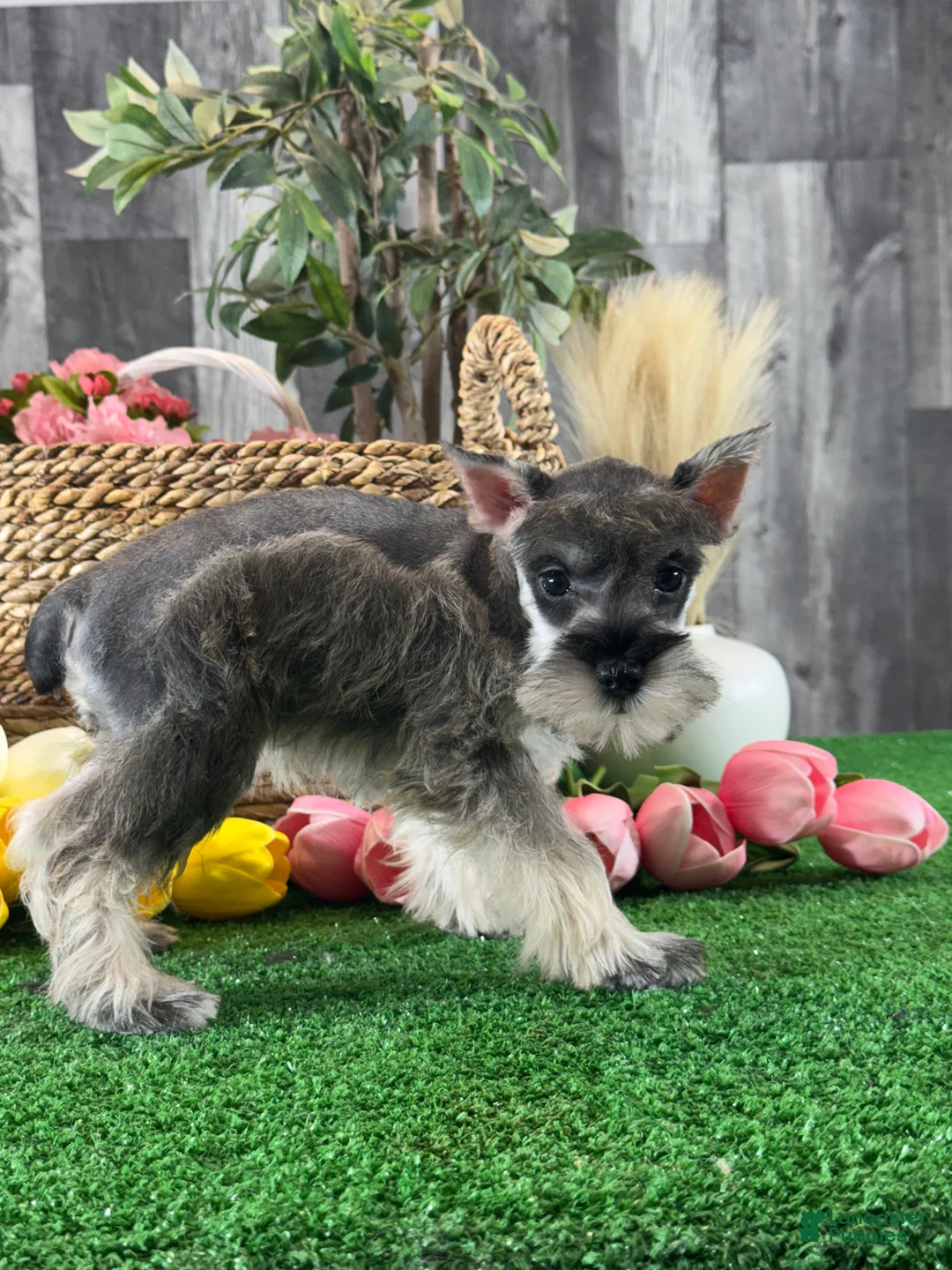 Miniature Schnauzer dogs for sale: Mimi - Ad 2