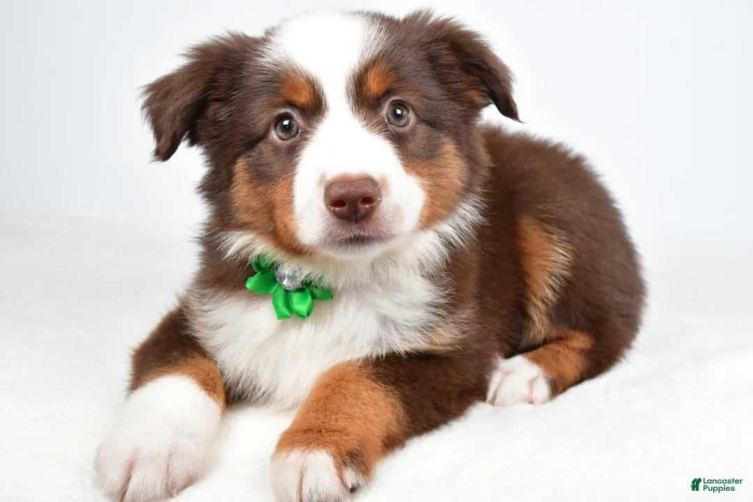Miniature Australian Shepherd dogs for sale: Malaya - Ad 2
