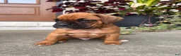Boxer dogs for sale: Bruiser - Ad 1