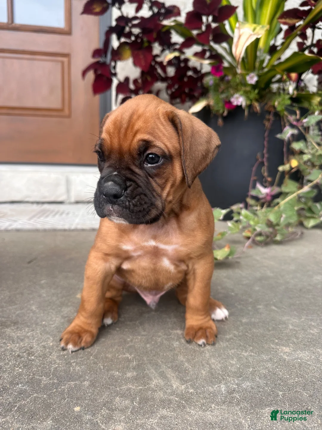 Boxer dogs for sale: Bruiser - Ad 1