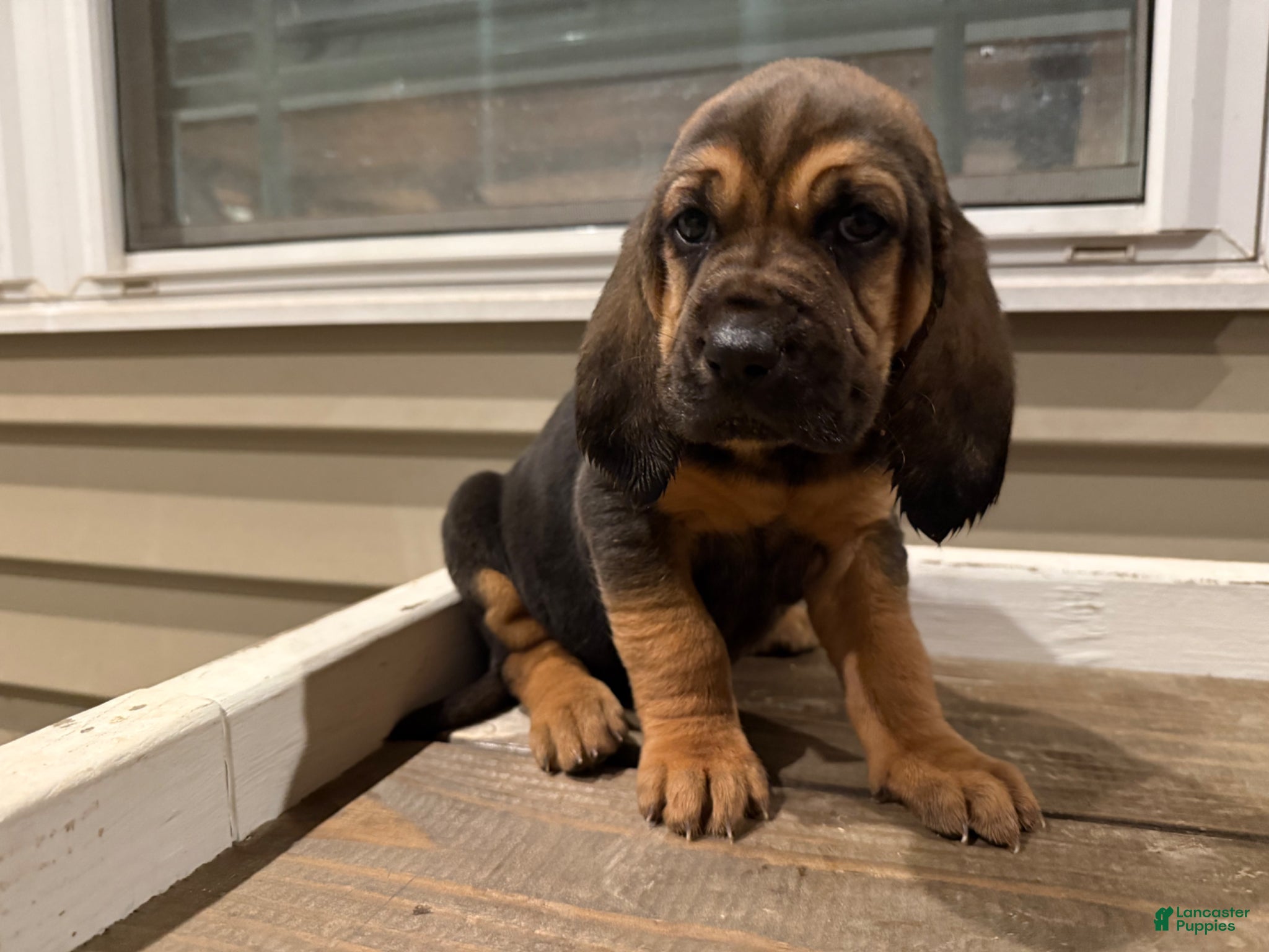 Bloodhound dogs Ariel - Ad 1