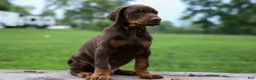 Doberman Pinscher dogs for sale: Gus 🐾 - Ad 7