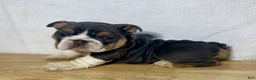 English Bulldog dogs for sale: Winnie - Ad 4