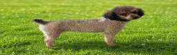 Toy Poodle dogs for sale: Hazel  - Ad 10
