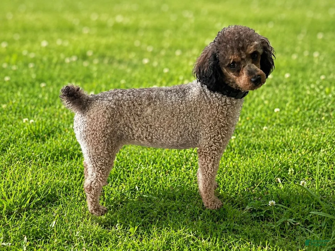 Toy Poodle dogs for sale: Hazel  - Ad 10