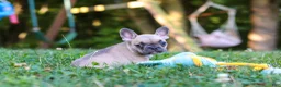 French Bulldog dogs for sale: Rocky - Ad 10