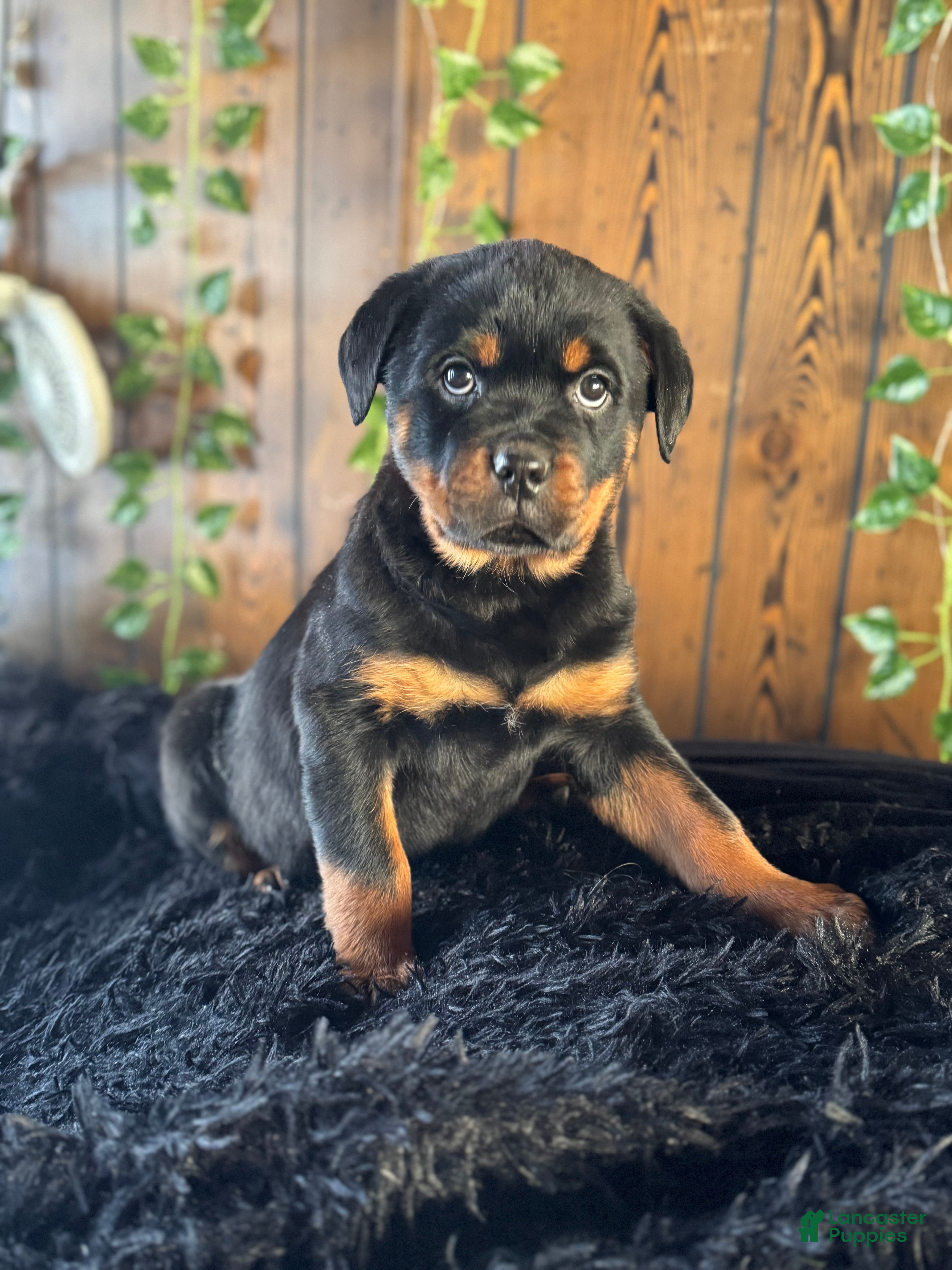 Rottweiler dogs Baby - Ad 29