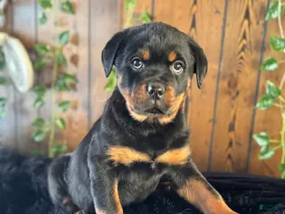 Rottweiler dogs Baby - Ad 29