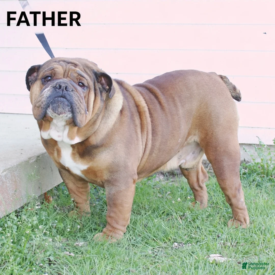 English Bulldog dogs for sale: Ajax - Ad 7