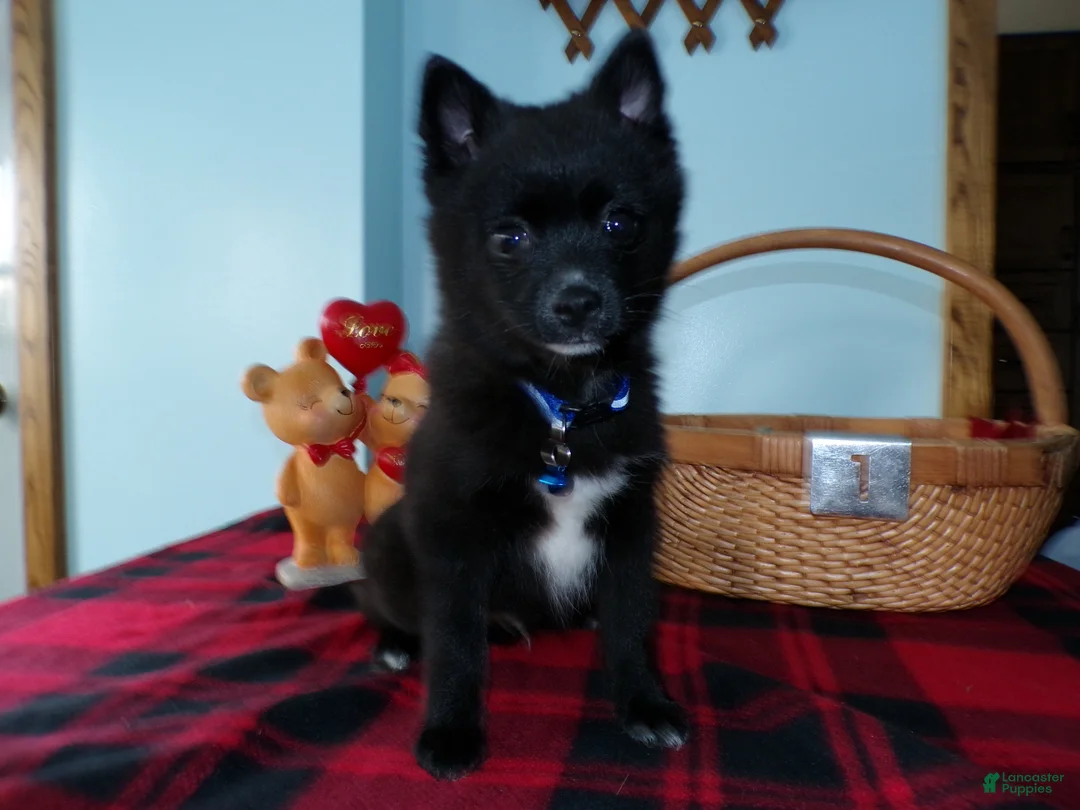 Alaskan Klee Kai dogs for sale: Alaskan Klee Kai Puppy 1 Barthalomew - Ad 3