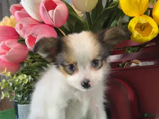 Papillon dogs Roger🐘 - Ad 8