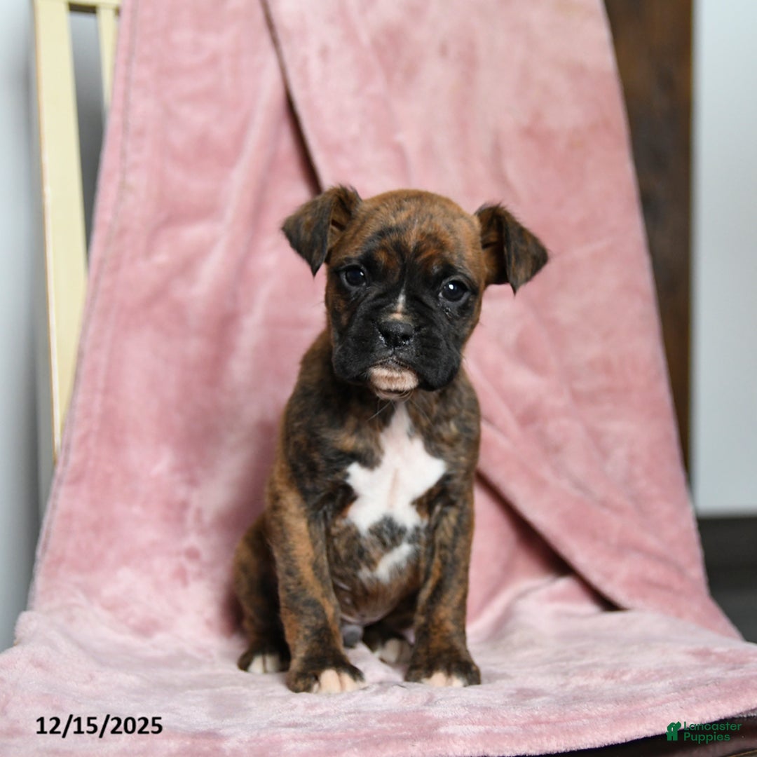 Boxer dogs for sale: Lucky - Ad 5