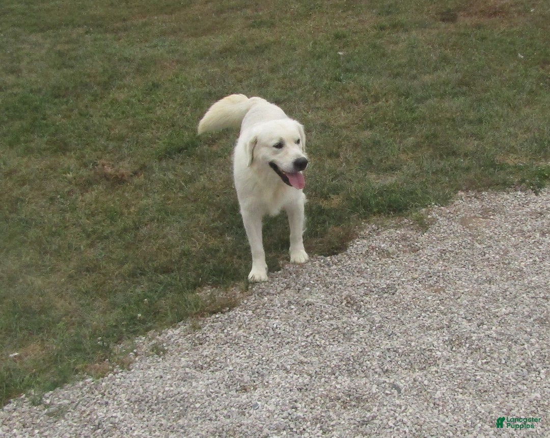 Golden Retriever dogs for sale: Riggs - Ad 14