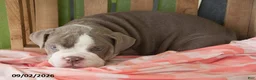 English Bulldog dogs for sale: Lily - Ad 3