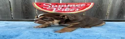 English Bulldog dogs for sale: Kelly - Ad 7
