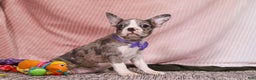 Frenchton dogs for sale: Lucy - Ad 4