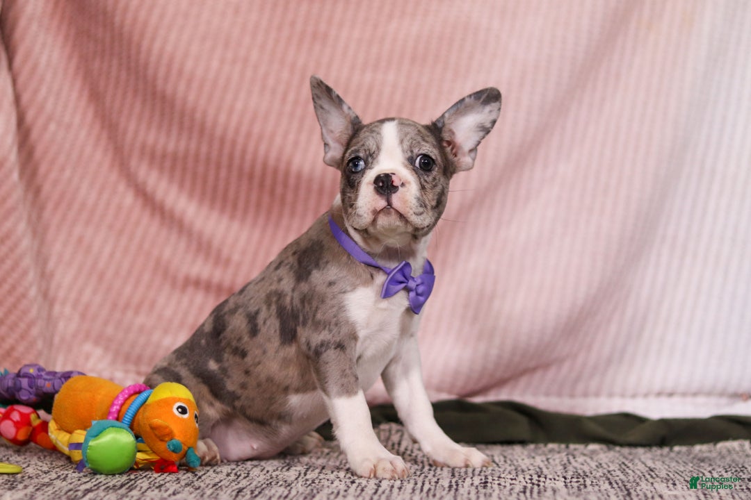 Frenchton dogs for sale: Lucy - Ad 4