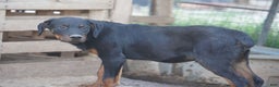Rottweiler dogs for sale: Raja M2 - Ad 4