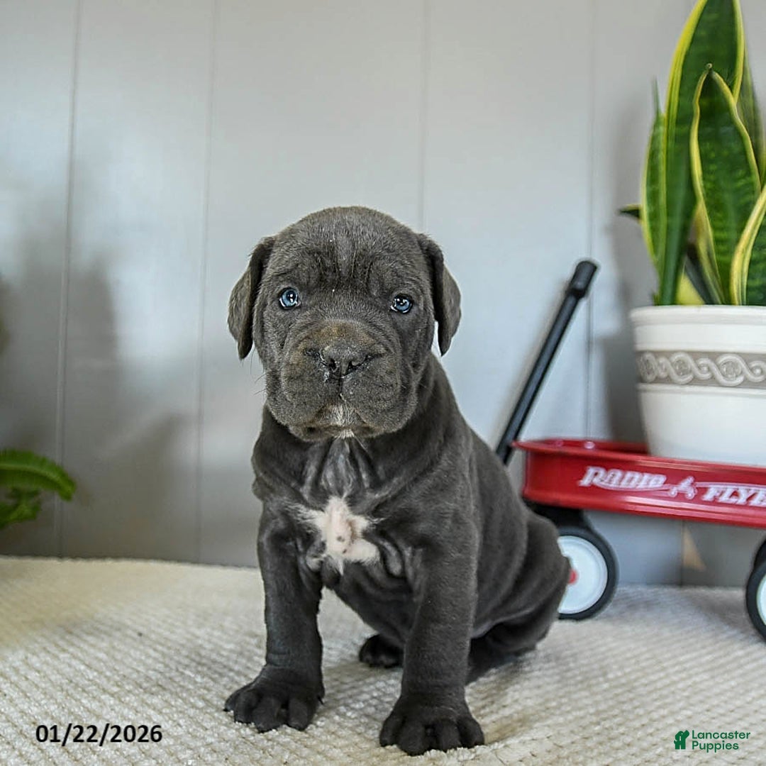 Cane Corso dogs for sale: Hazel - Ad 1