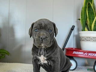 Cane Corso dogs Hazel - Ad 8