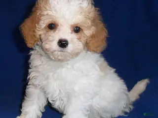 Cockapoo dogs for sale: Rudy - Ad 4