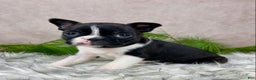 Boston Terrier dogs for sale: Miss Chloe  - Ad 3