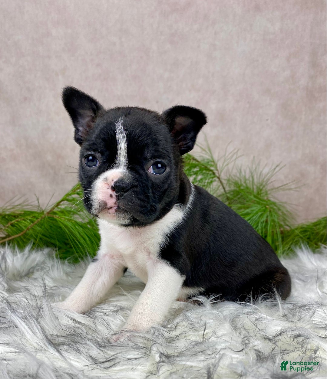 Boston Terrier dogs for sale: Miss Chloe  - Ad 3
