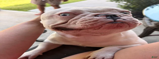 Bones