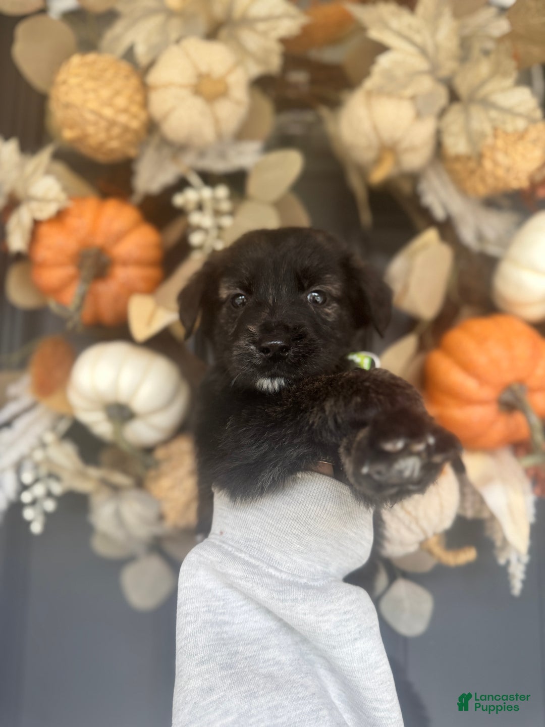 Mixed Breed dogs for sale: Skye - Ad 9