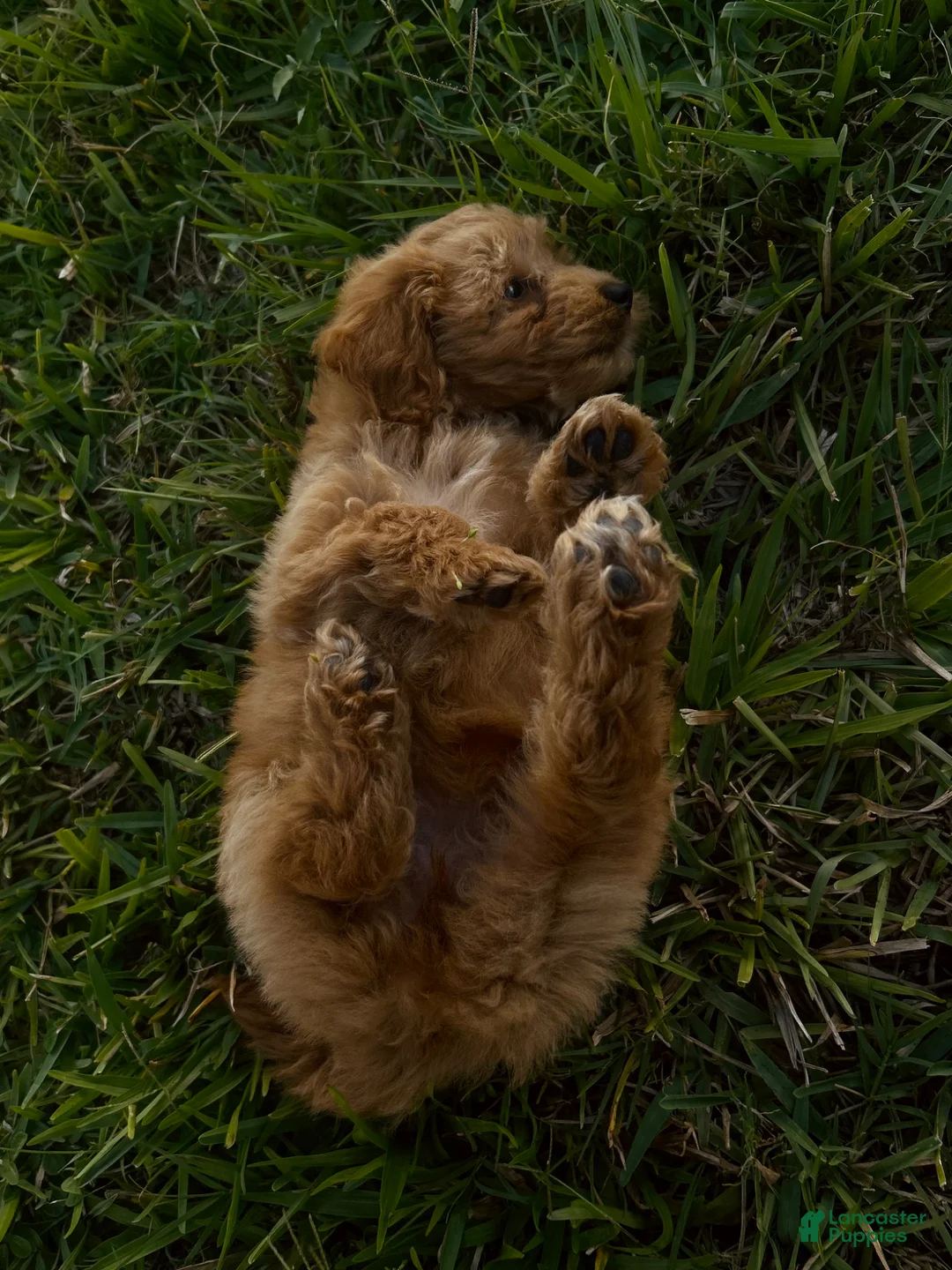 Mini Goldendoodle dogs for sale: Mini Goldendoodle Puppy 3 - Ad 2