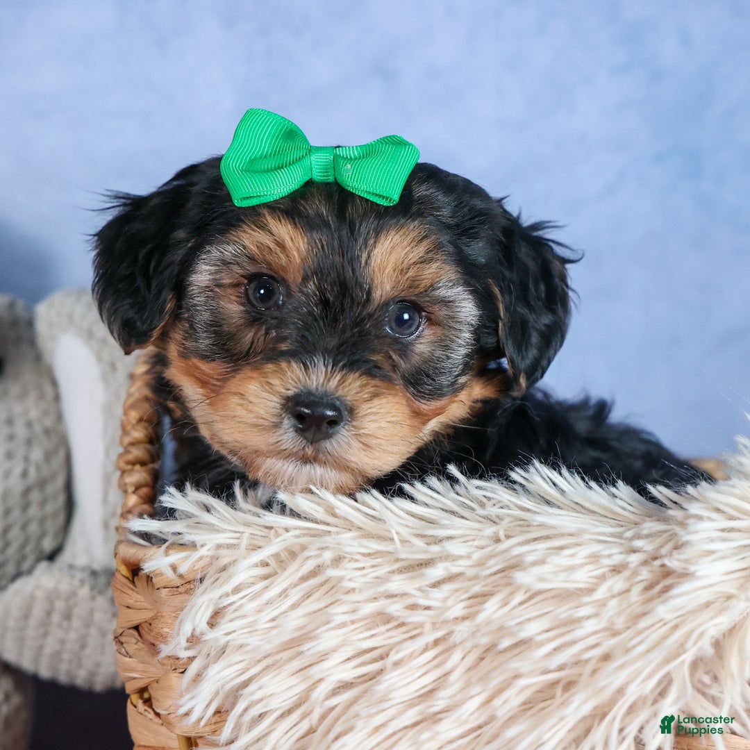 Yochon dogs for sale: MAX - Ad 16