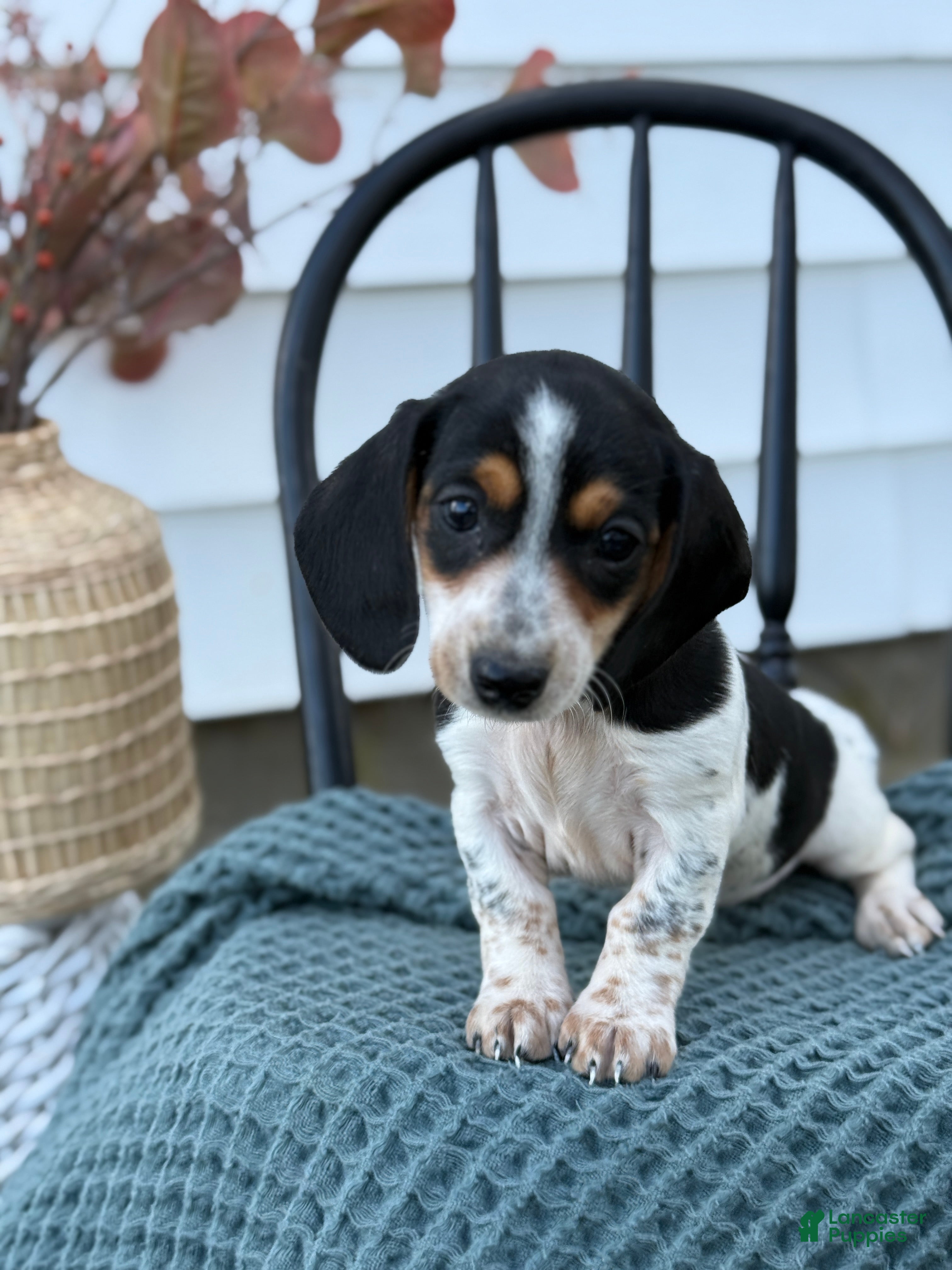 Miniature Dachshund dogs Tessie - Ad 5