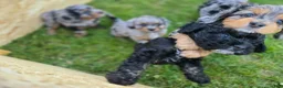 Mini Aussiedoodle dogs for sale: Smooch - Ad 3