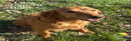 Golden Retriever dogs for sale: Lacy - Ad 3