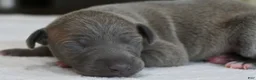 Italian Greyhound dogs for sale: Hailie - Ad 2
