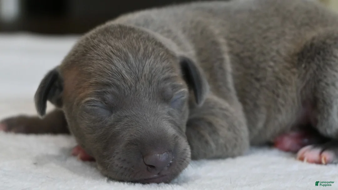 Italian Greyhound dogs for sale: Hailie - Ad 2