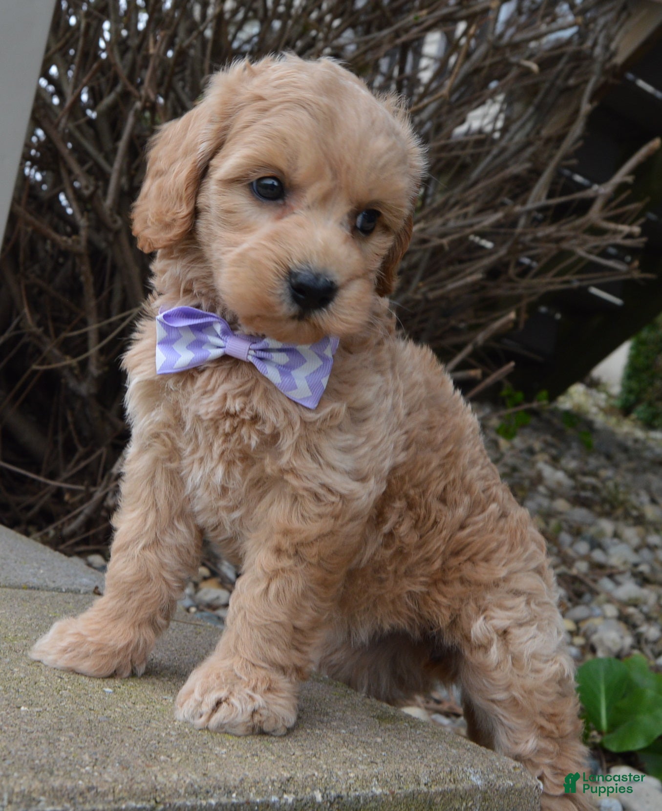 Mini Goldendoodle dogs Mini Ginger - Ad 2